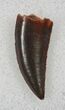 Beautiful Raptor Tooth From Morocco - #26047-1